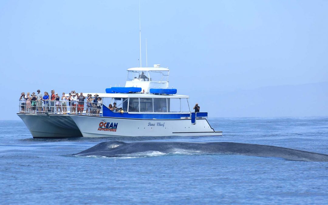 8 Hour Ultimate Whale Watch Cruise