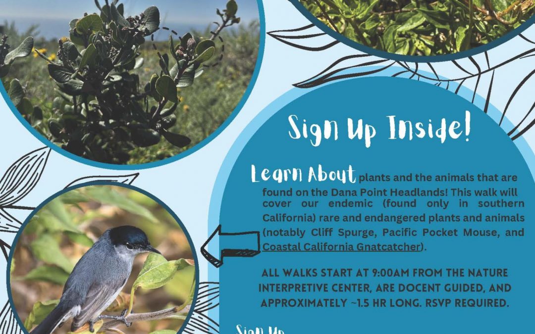 Dana Point Nature Interpretive Center Docent Walk – Whale Walk & Talk